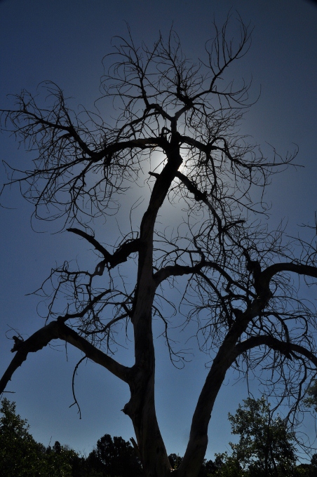 tree in silhouette, Colorado